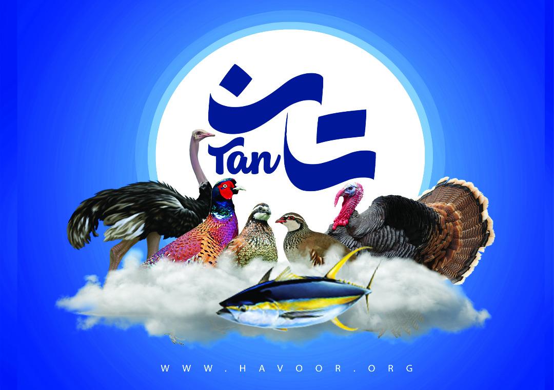 فروش عمده کنسرو بوقلمون تان