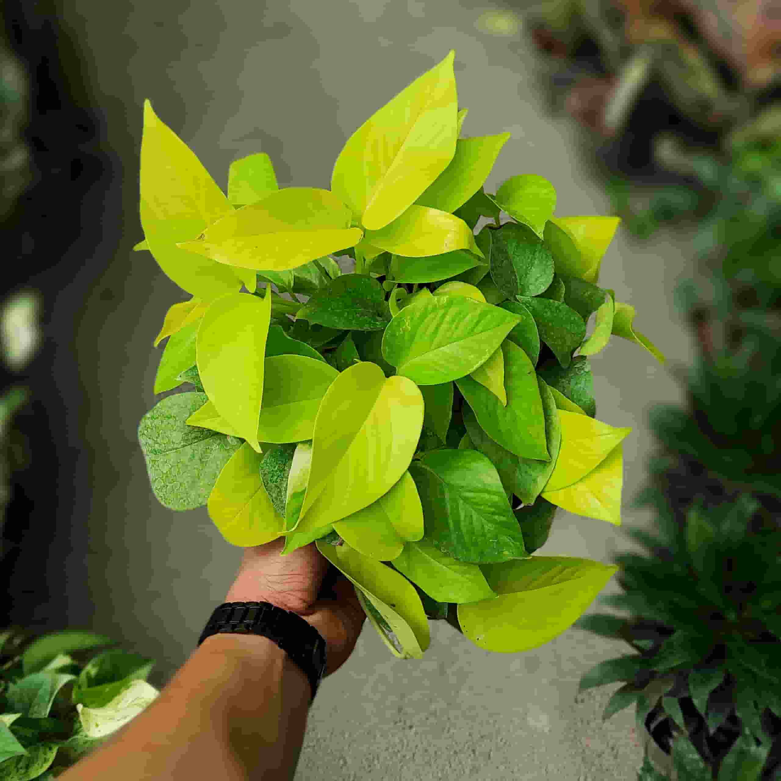 پتوس نئونی انتخابی شیک برای دکوراسیون داخلی