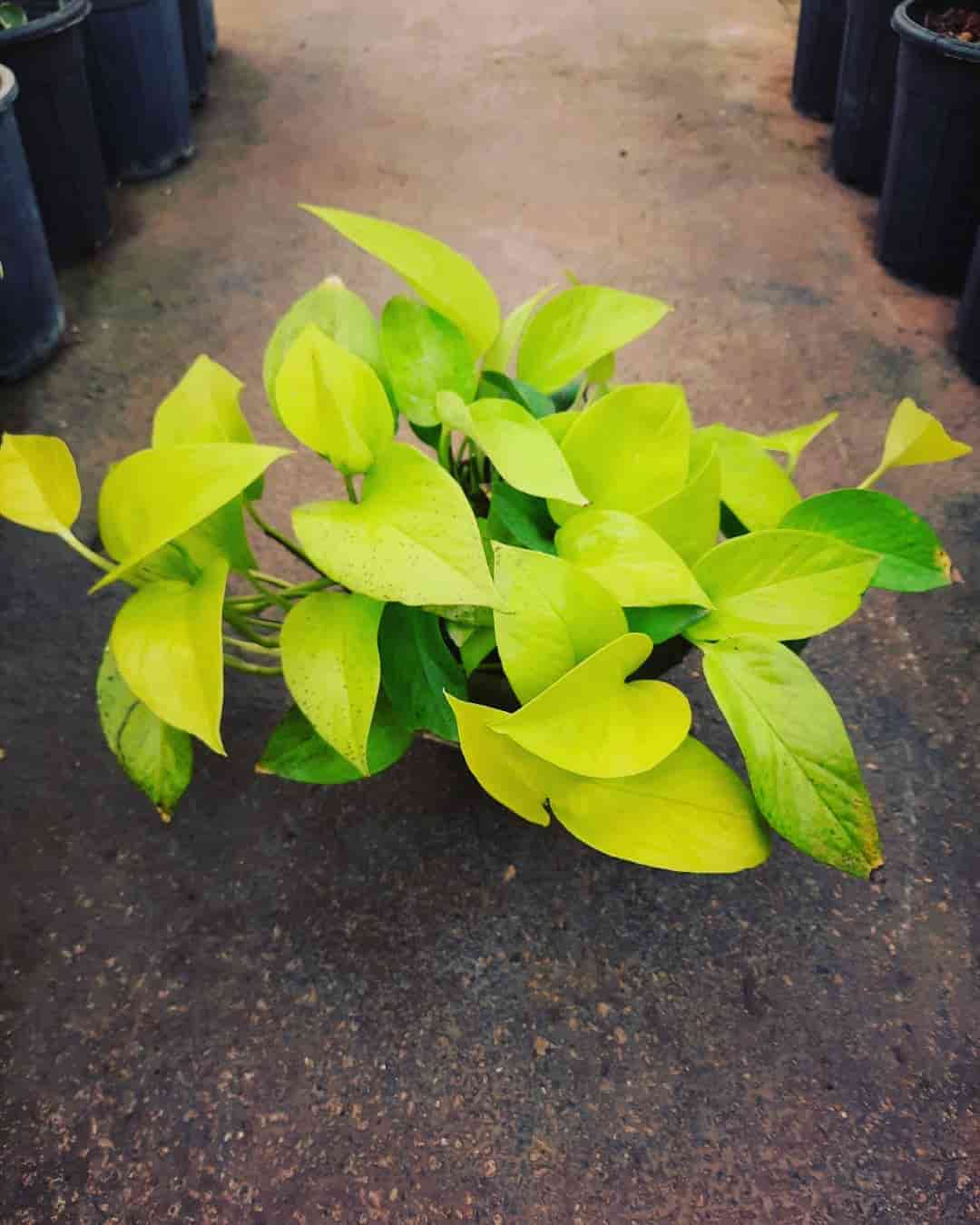 تصویر 1 از پتوس نئونی انتخابی شیک برای دکوراسیون داخلی