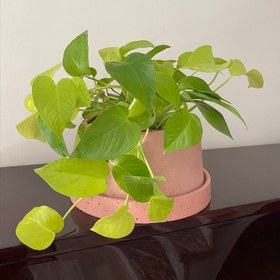 تصویر 2 از پتوس نئونی انتخابی شیک برای دکوراسیون داخلی