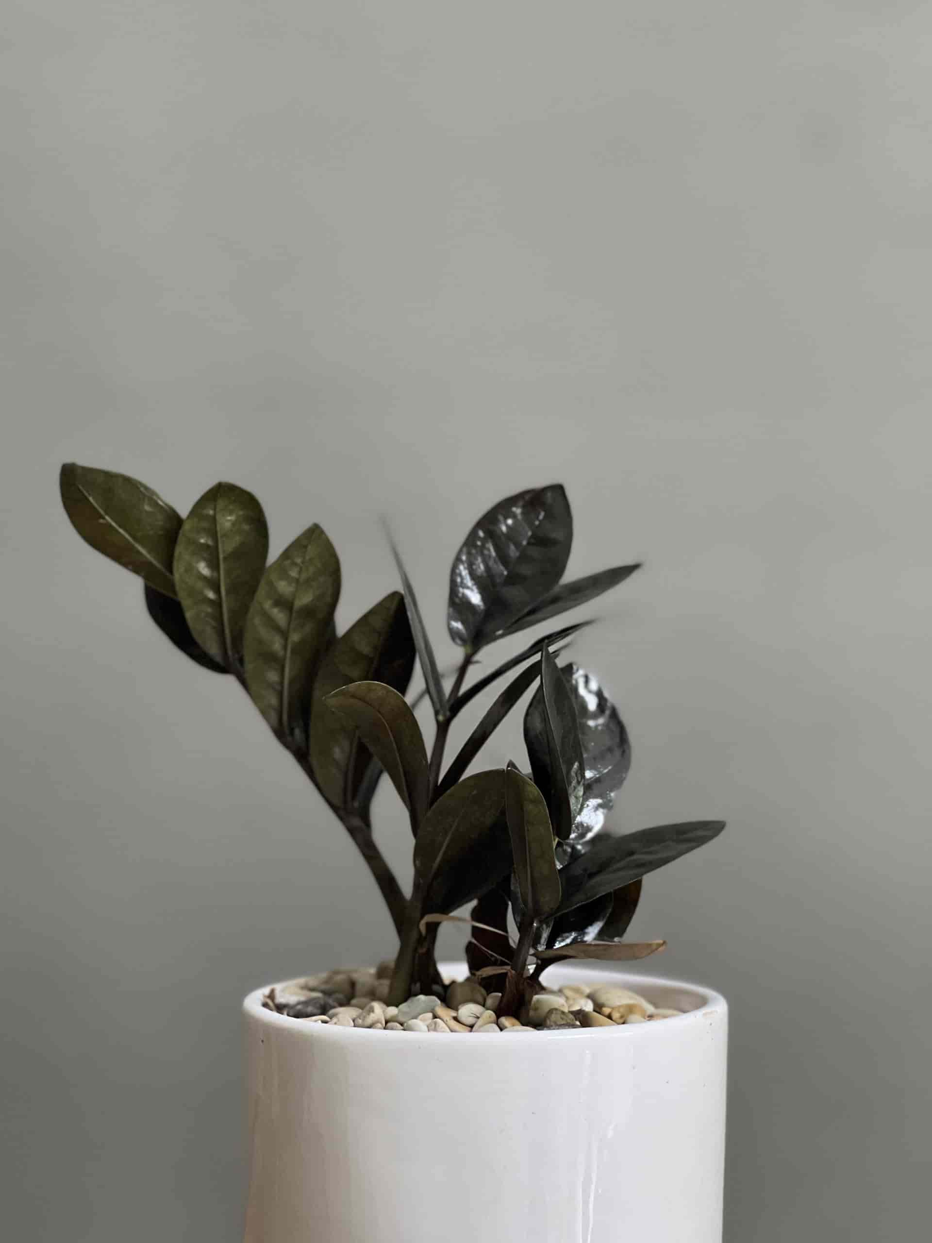 تصویر 1 از زاموفیلیا یشمی با برگ‌ های براق و خوش‌ رنگ