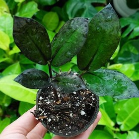 تصویر 2 از زاموفیلیا یشمی با برگ‌ های براق و خوش‌ رنگ