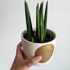 سانسوریا نیزه‌ ای با ظاهر لوکس و ساده