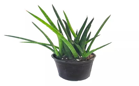 تصویر 1 از سانسوریا نیزه‌ ای با ظاهر لوکس و ساده