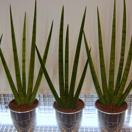 تصویر 3 از سانسوریا نیزه‌ ای با ظاهر لوکس و ساده