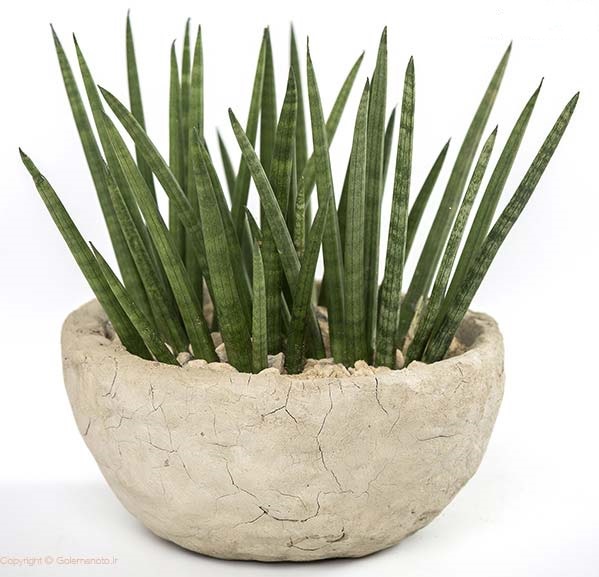 تصویر 4 از سانسوریا نیزه‌ ای با ظاهر لوکس و ساده