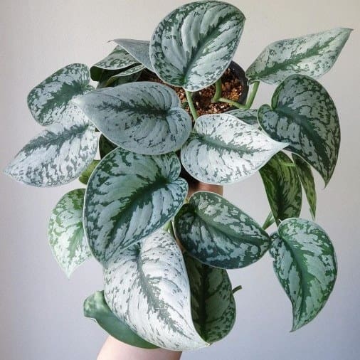 پتوس ببری با برگ‌ های شاداب و تازه