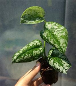 تصویر 2 از پتوس ببری با برگ‌ های شاداب و تازه