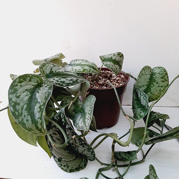 تصویر 3 از پتوس ببری با برگ‌ های شاداب و تازه