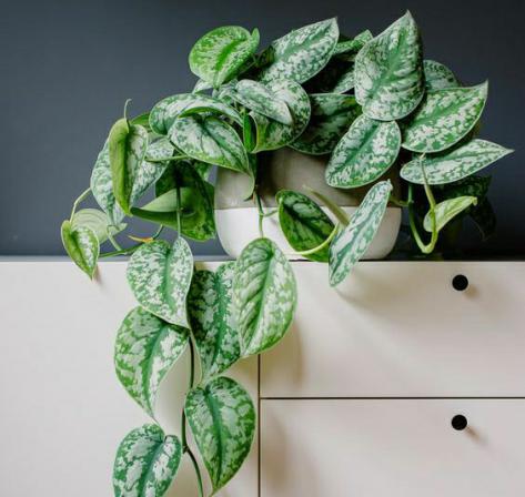 تصویر 4 از پتوس ببری با برگ‌ های شاداب و تازه