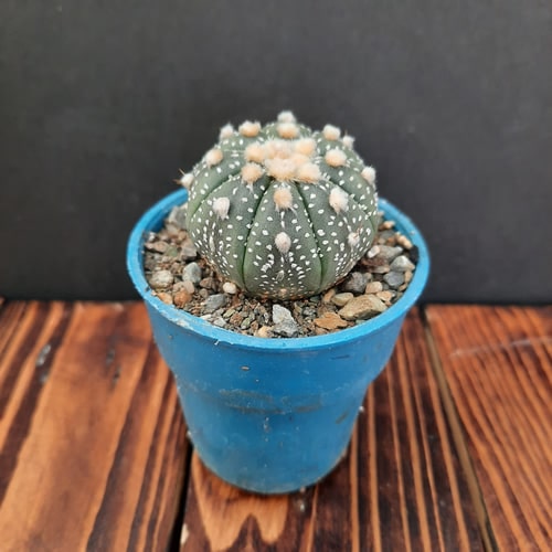 کاکتوس اچینو با ظاهر فانتزی و چشم‌ نواز