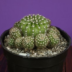 تصویر 1 از کاکتوس اچینو با ظاهر فانتزی و چشم‌ نواز