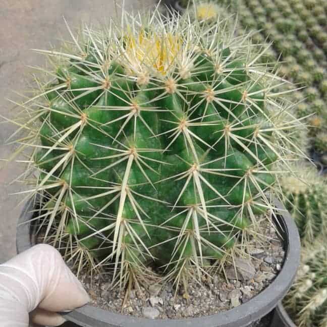 تصویر 2 از کاکتوس اچینو با ظاهر فانتزی و چشم‌ نواز