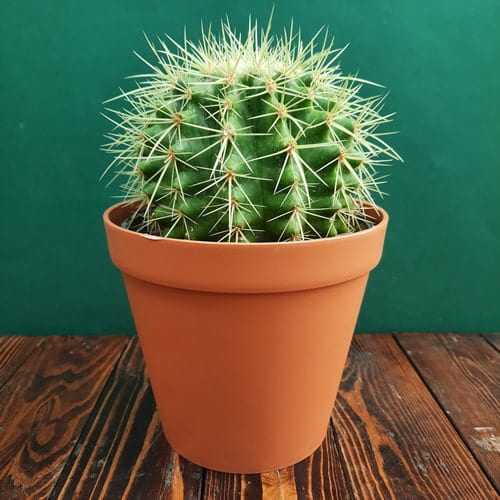 تصویر 3 از کاکتوس اچینو با ظاهر فانتزی و چشم‌ نواز