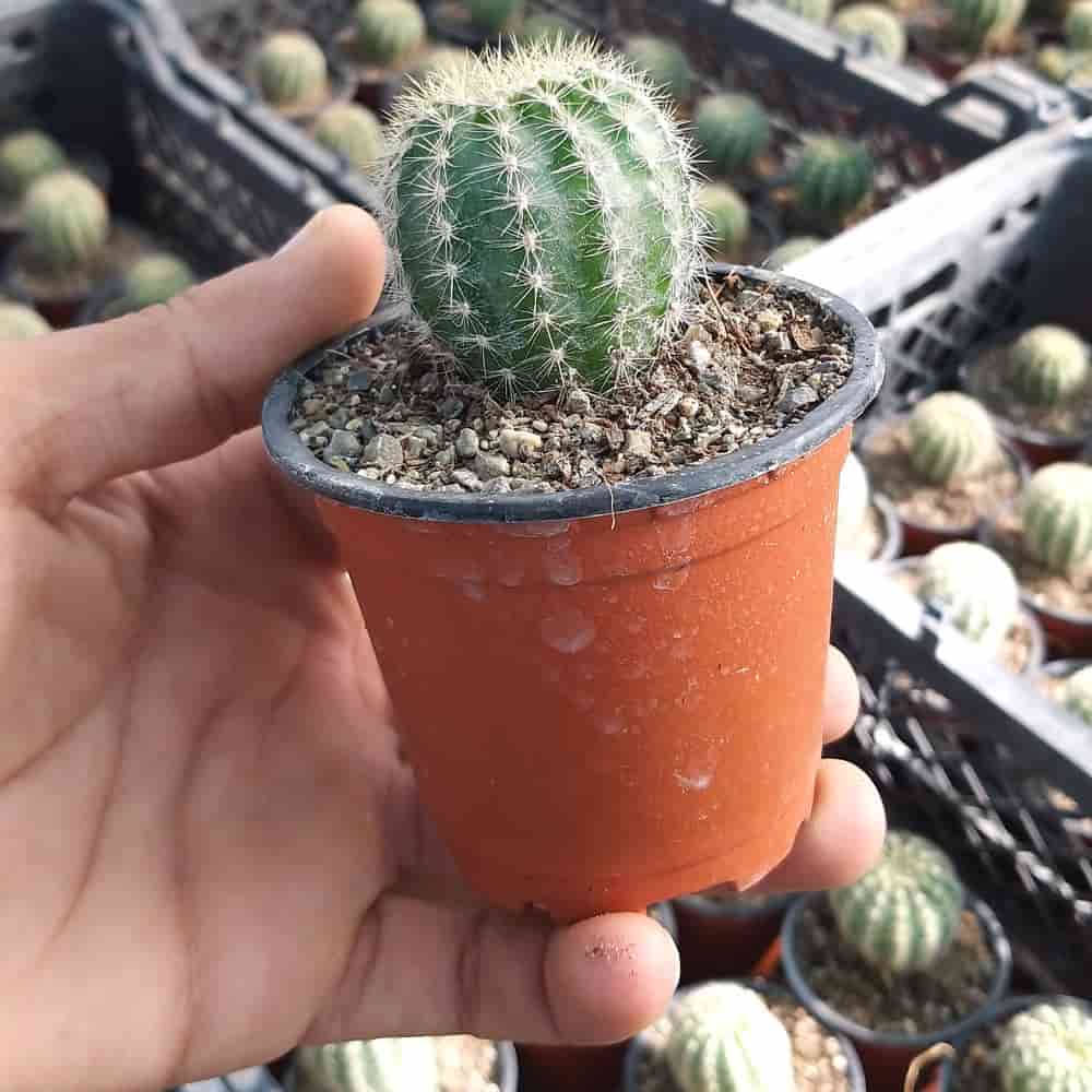 تصویر 4 از کاکتوس اچینو با ظاهر فانتزی و چشم‌ نواز