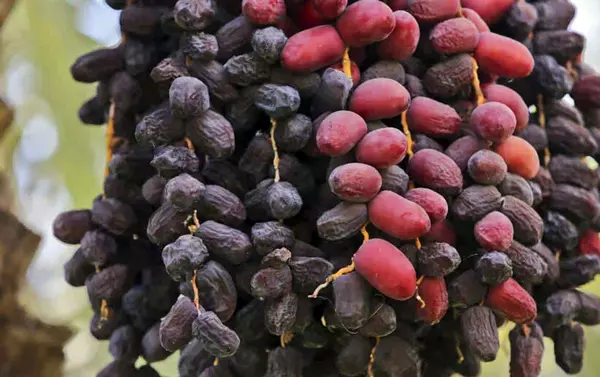 تصویر 4 از خرمای رطب مضافتی مجلسی و لوکس برای پذیرایی ویژه