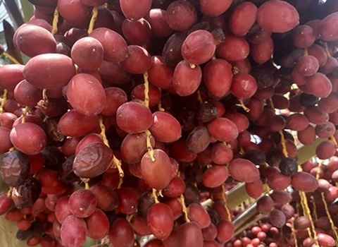 تصویر 4 از خرمای رطب مضافتی بم کارتن درجه یک انتخاب ممتاز