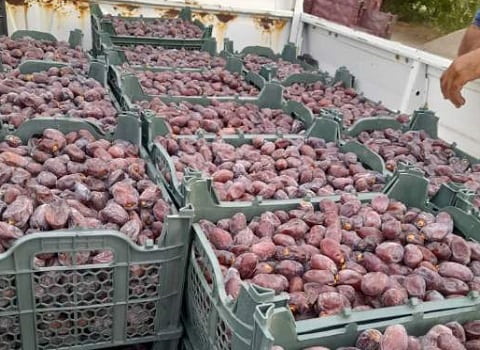 تصویر 4 از انواع خرمای کلوته جنوب فله و کارتنی با کیفیت عالی