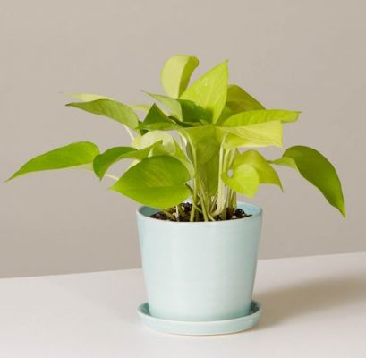 تصویر 2 از پتوس سبز روشن با برگ‌ های تازه و زیبا