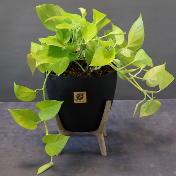 تصویر 4 از پتوس سبز روشن با برگ‌ های تازه و زیبا