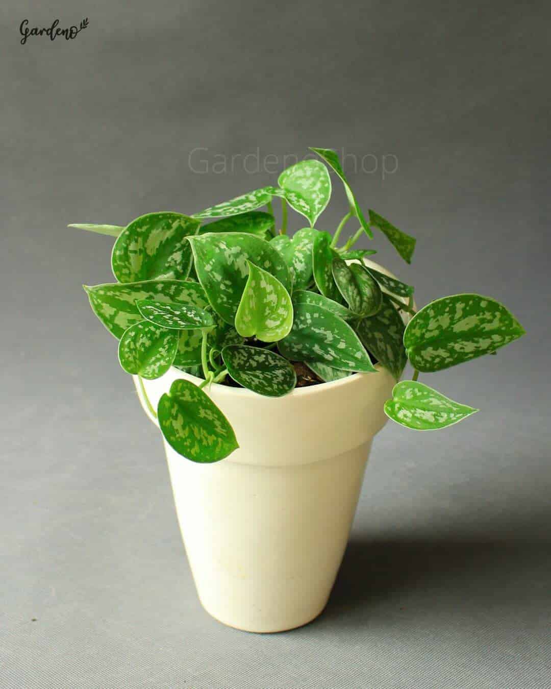 تصویر 2 از پتوس نئون ابلق با رشد سریع و منظم