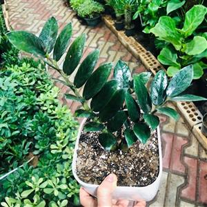 زاموفیلیا مناسب فضا های کوچک و بزرگ