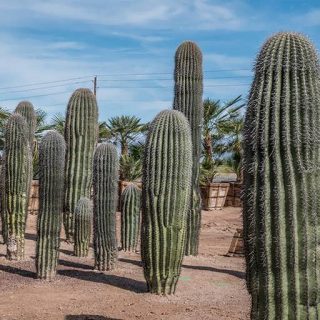 کاکتوس غول پیکر مکزیکی مناسب باغچه و فضای باز