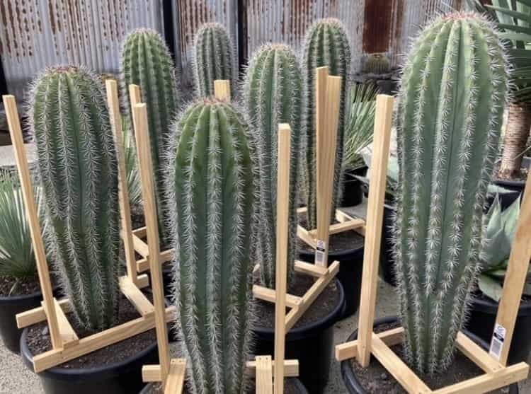 تصویر 1 از کاکتوس غول پیکر مکزیکی مناسب باغچه و فضای باز