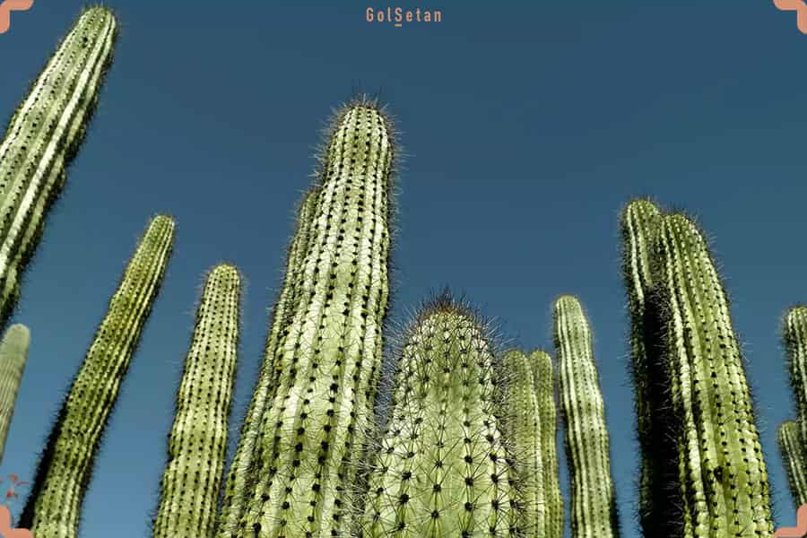 تصویر 2 از کاکتوس غول پیکر مکزیکی مناسب باغچه و فضای باز