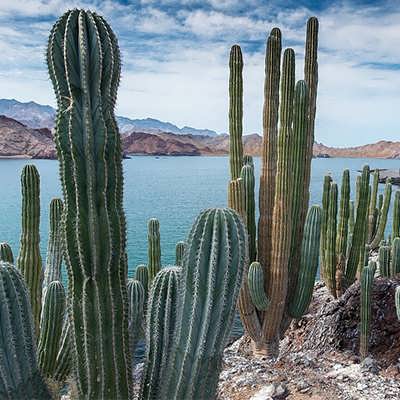 تصویر 3 از کاکتوس غول پیکر مکزیکی مناسب باغچه و فضای باز
