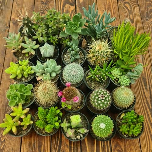 قیمت کاکتوس تزیینی