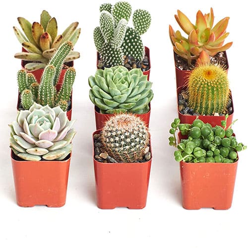 خرید کاکتوس تزیینی