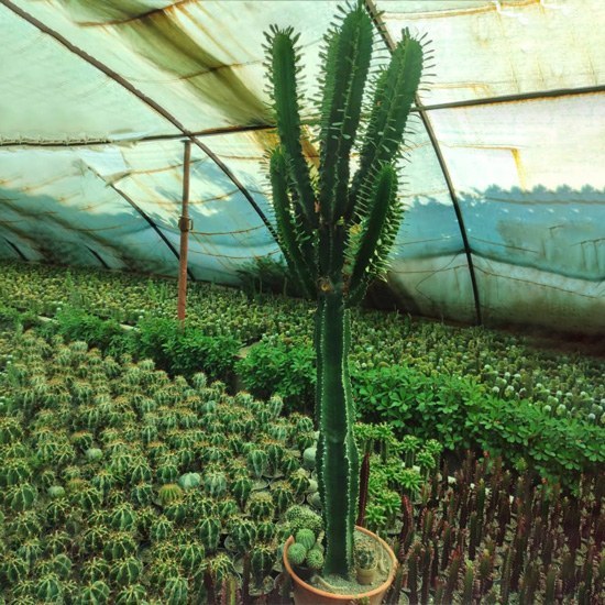 تصویر 4 از کاکتوس افوربیا تریگونا جلوه‌ ای خاص در دکوراسیون