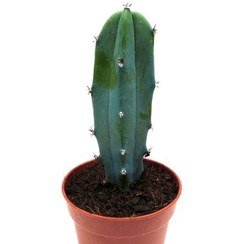 کاکتوس میر تلو گیاهی بادوام و ماندگار