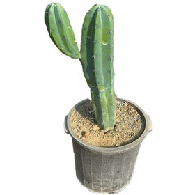 تصویر 1 از کاکتوس میر تلو گیاهی بادوام و ماندگار