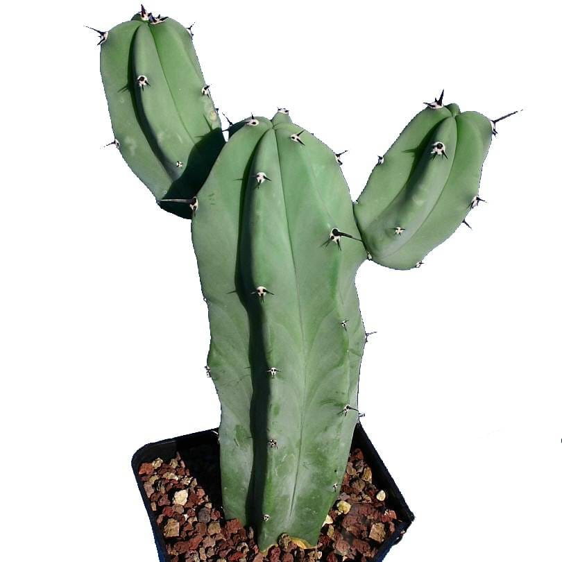 تصویر 2 از کاکتوس میر تلو گیاهی بادوام و ماندگار