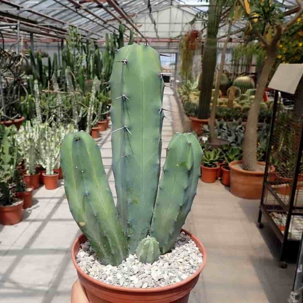 تصویر 3 از کاکتوس میر تلو گیاهی بادوام و ماندگار