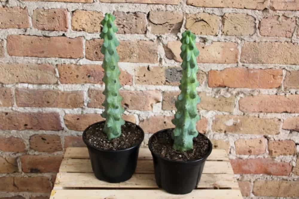 تصویر 4 از کاکتوس میر تلو گیاهی بادوام و ماندگار