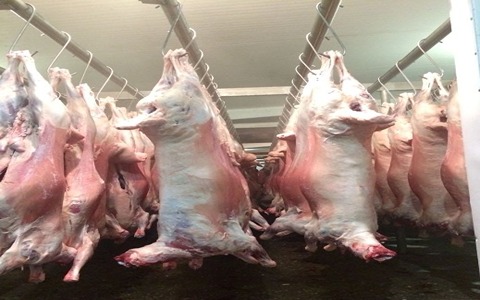 تصویر 1 از گوشت گوسفندی مناسب چرخ کرده با کیفیت ممتاز و تازه