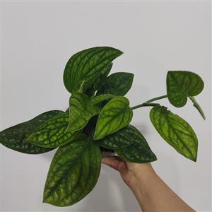 پتوس چروک انتخابی شیک برای منزل و محل کار