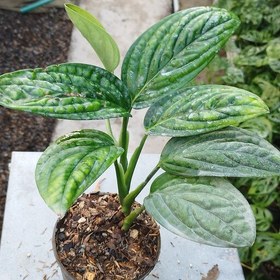 تصویر 1 از پتوس چروک با برگ‌ های خاص و متفاوت