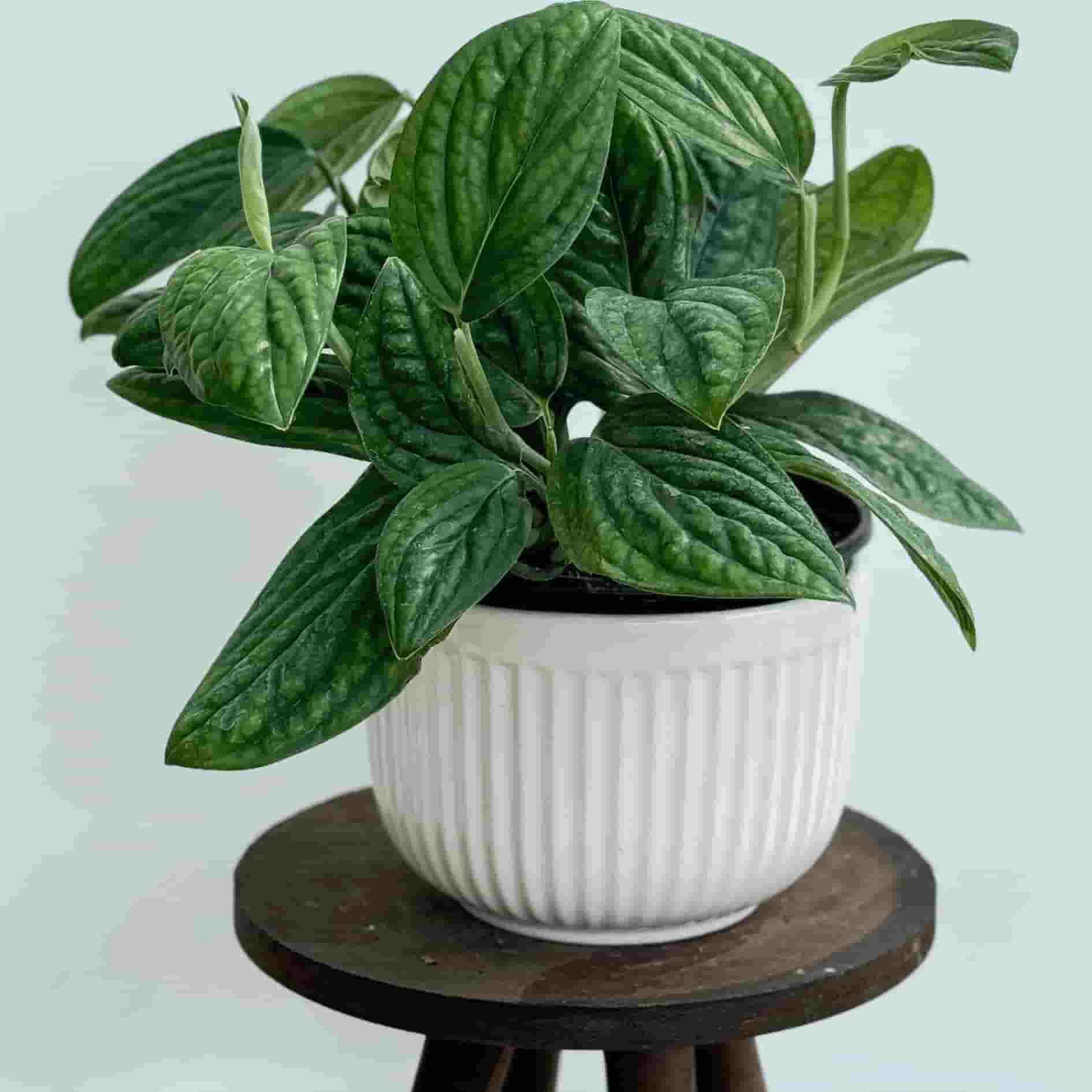 تصویر 2 از پتوس چروک با برگ‌ های خاص و متفاوت