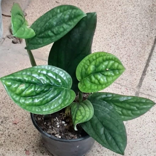 تصویر 3 از پتوس چروک با برگ‌ های خاص و متفاوت