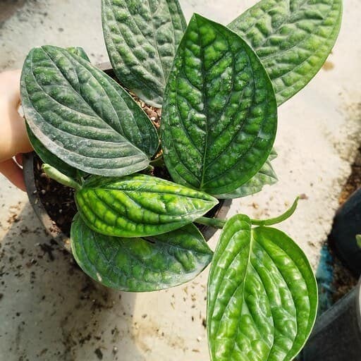 تصویر 4 از پتوس چروک با برگ‌ های خاص و متفاوت