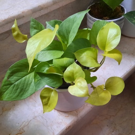 پتوس سبز مناسب قفسه و آویز