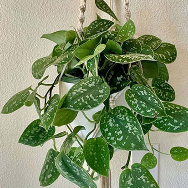 تصویر 2 از پتوس سبز مقاوم در برابر نور کم