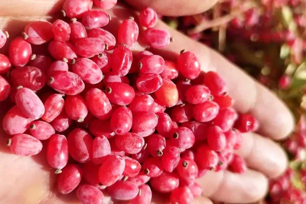 تصویر 3 از زرشک درجه يک تازه و مرغوب مناسب مصارف خانگي و صادراتي