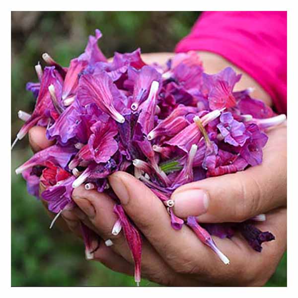 تصویر 4 از گل گاوزبان تازه برای دمنوش