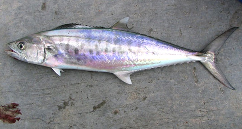 عرضه عمده ماهی شیر صادراتی