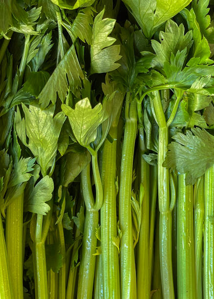 تصویر 2 از کرفس تازه ترد با عطر طبیعی مناسب آشپزی سالم روزانه